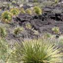 Malpais lava flow.